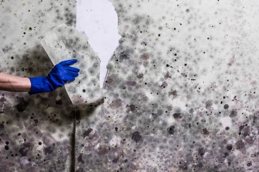 Trusted Mold Remediation Experts in Camarillo, CA