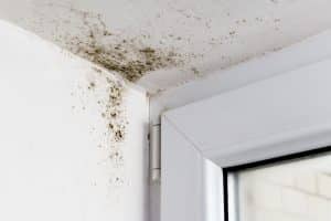 mold restoration services
