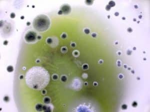 Mold Removal in Camarillo, CA