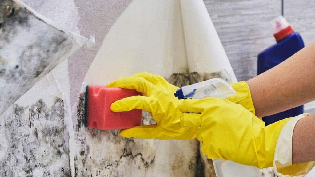 Mold Removal and Remediation in Castaic CA​