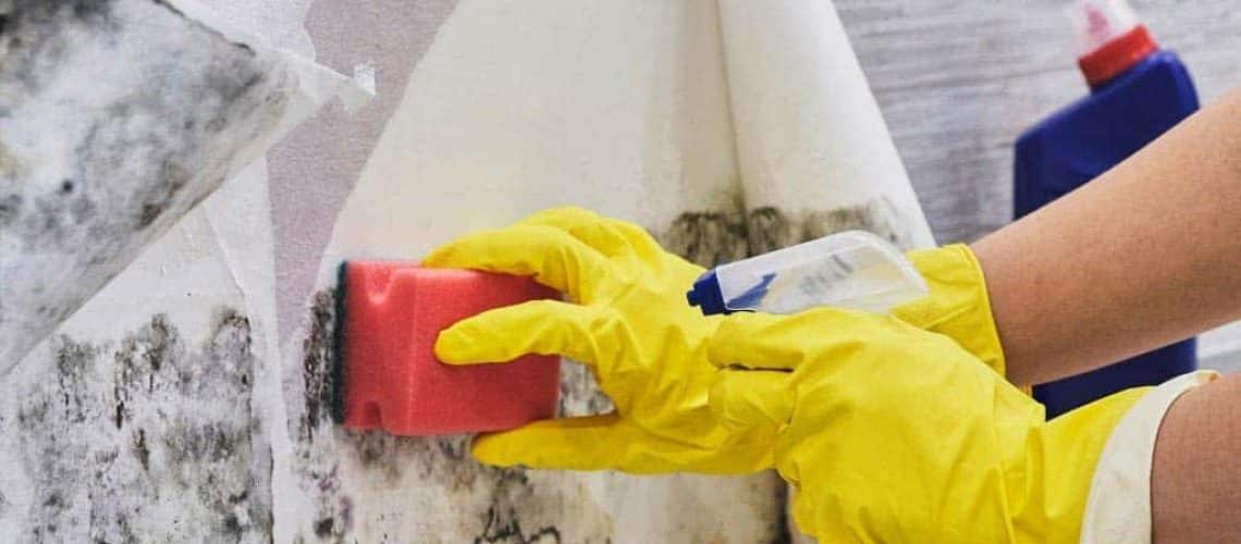 Mold Removal and Remediation in Port Hueneme, California