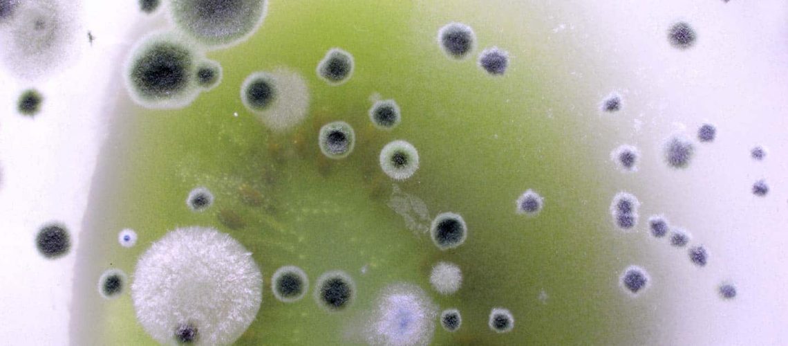 Mold Removal in Camarillo, CA